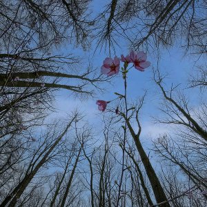Die Pflanze der Bäume...... Sabine Schröder